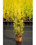 Thuja occidentalis `Golden Brabant`